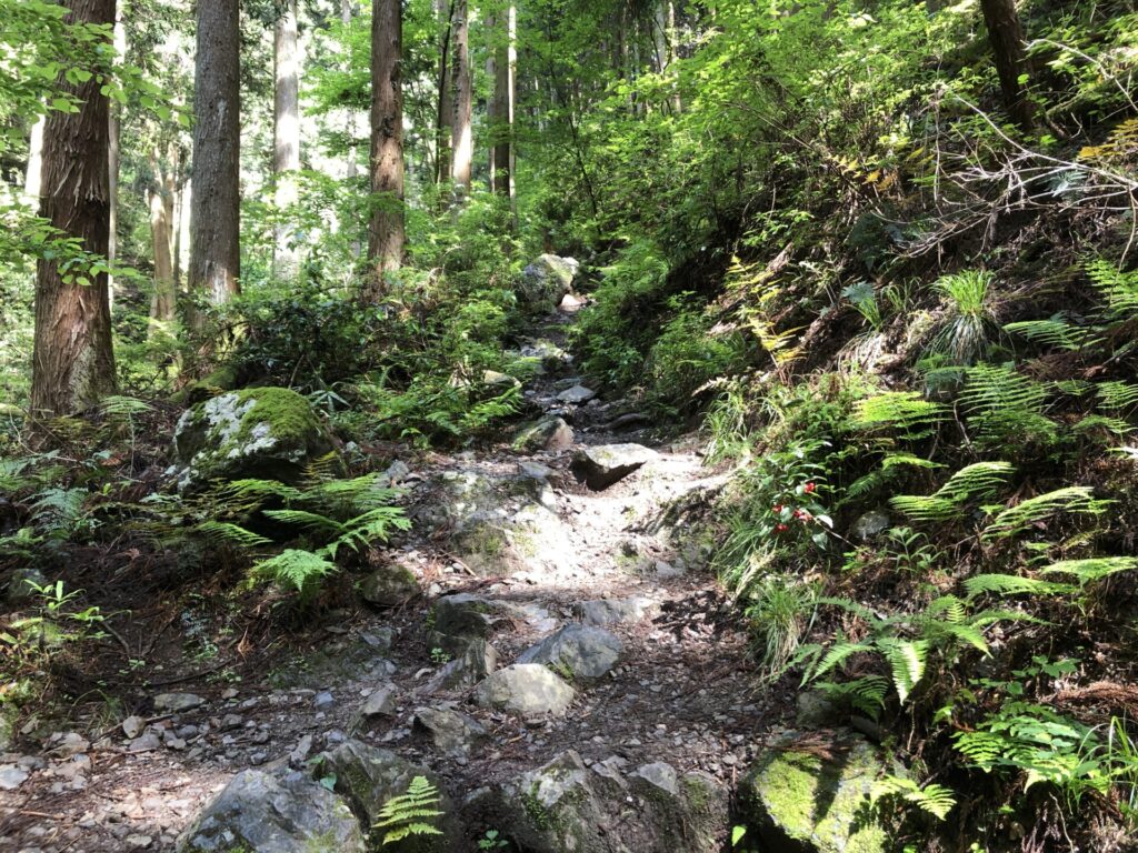 奥多摩の綺麗な登山道